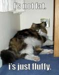 09-catfat