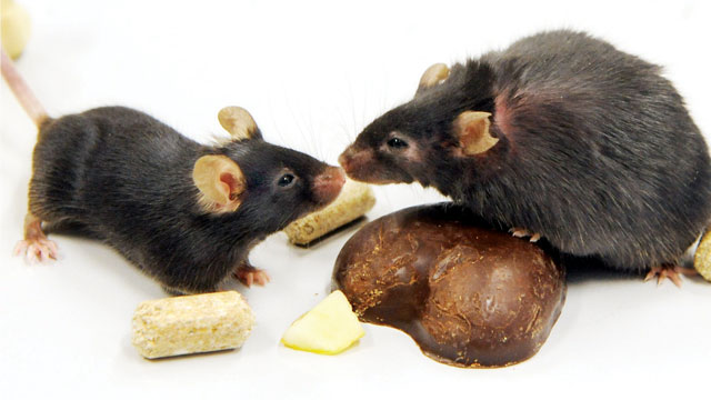 14-labmice2.jpg