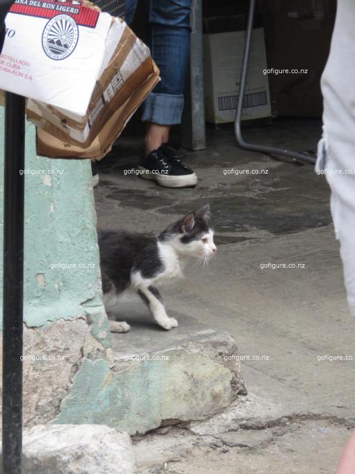 16-havana0059.JPG