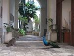 16-havana0269.JPG