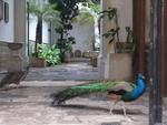16-havana0270.JPG