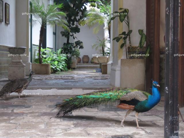 16-havana0270.JPG