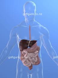 00-gut2