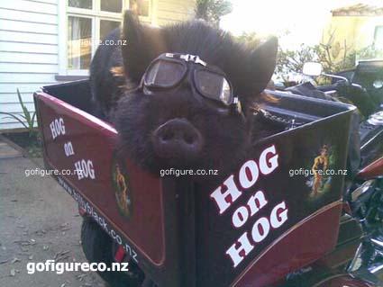 10-Hog1