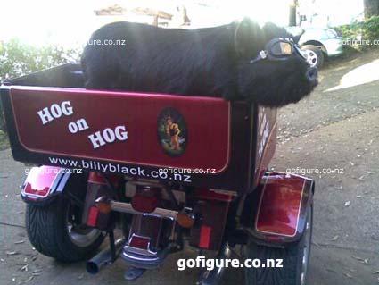 10-Hog6