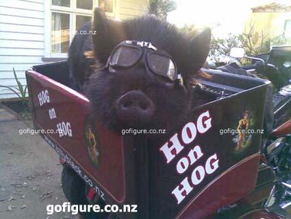 10-Hog0