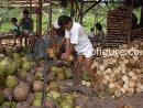 00-coconut