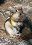 00-Chipmunk
