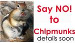 00-PTchipmunk