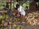 00-coconut