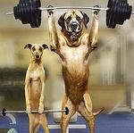00-dogworkout