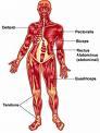 00-muscleanatomy