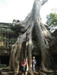11-Cam-tree