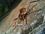 This is Mr Weta