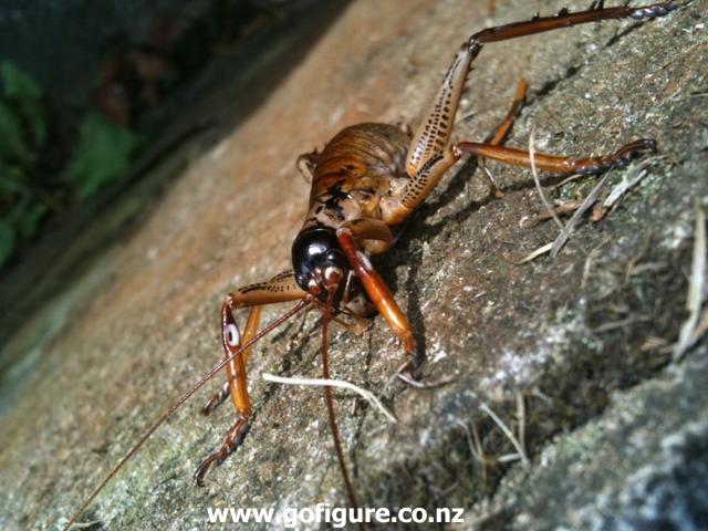 This is Mr Weta