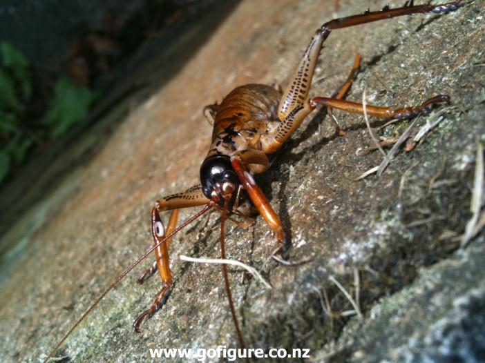 This is Mr Weta