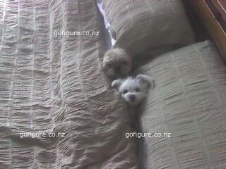 07-PetsChewyCruz