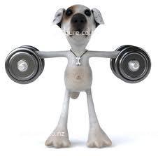 00-exercisedog