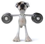 00-exercisedog