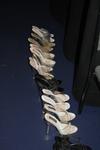 12-NabbaCounties0133.JPG