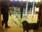 12-Manila-dogsniffer.jpg