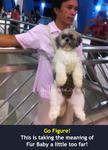 12-Manilla-dog2 copy.jpg