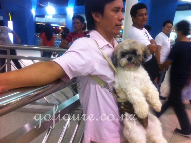 12-Manila-dog.jpg