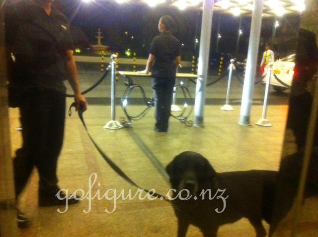 12-Manila-dogsniffer.jpg