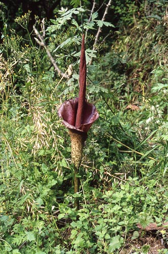 00-konjac.jpg