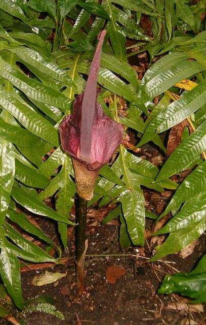 00-konjac2.jpg