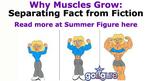 13-Slide-musclegrowth2.jpg