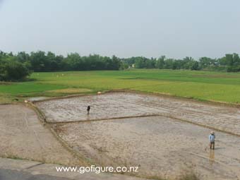 07-vietnamricefield